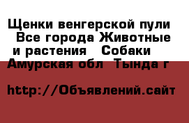 Щенки венгерской пули - Все города Животные и растения » Собаки   . Амурская обл.,Тында г.